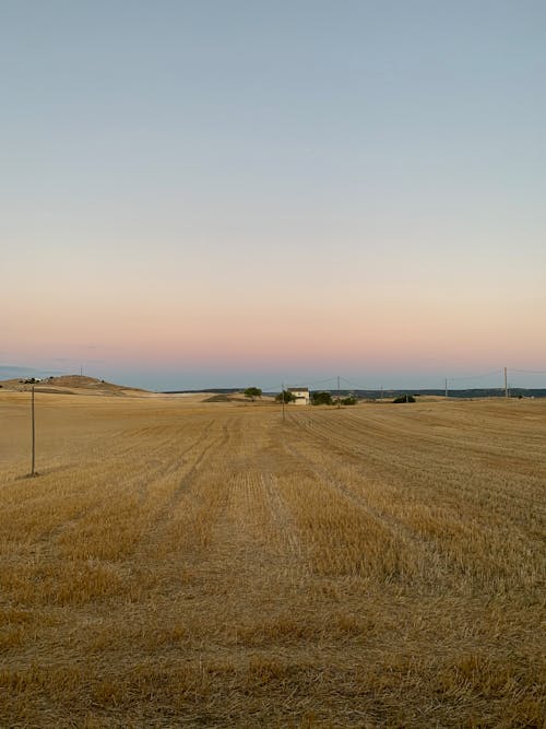 Drying Grass Field in the Farm