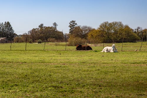 Horses Lying on Grass