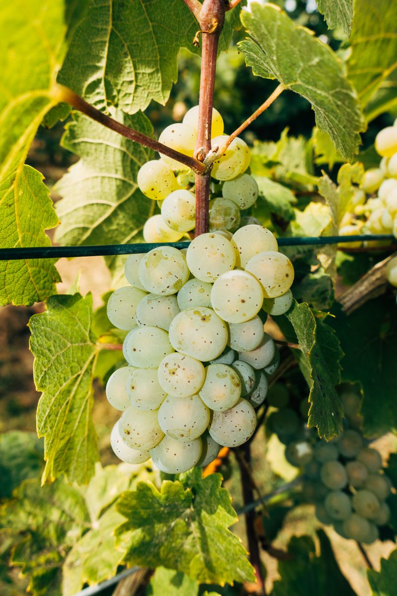 Ripe red grapes hanging on the vine