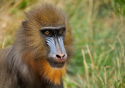 Fotobanka s bezplatnými fotkami na tému chlpatý, divočina, mandrill