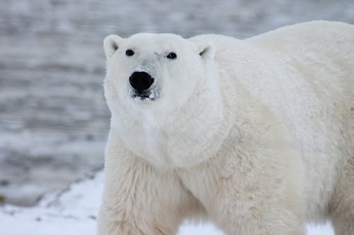 бесплатная Крупным планом фото белого белого медведя Стоковое фото