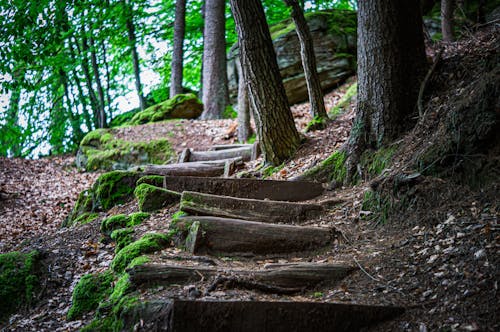 Foto d'estoc gratuïta de bosc, camí forestal, empinat