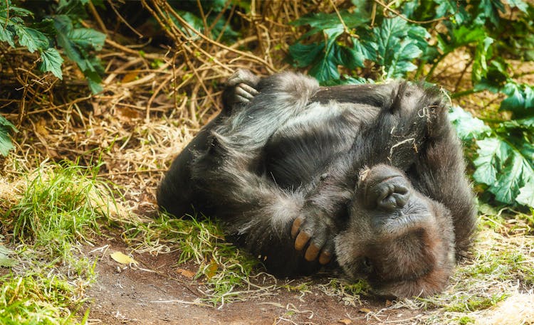 A Young Gorilla Sleeping On The Ground