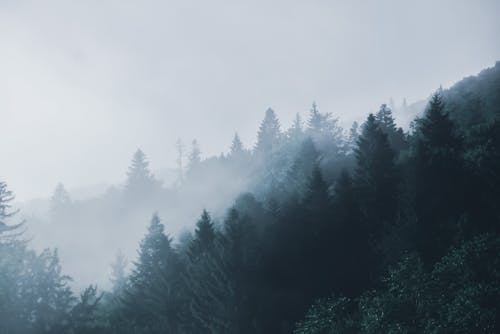 Lush coniferous forest in foggy weather