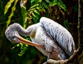A Pelican Perched on a Tree