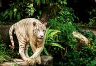 Brown Tiger Lying on Brown Rock
