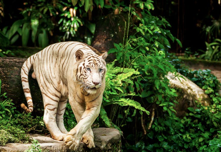 Tiger Walking In Green Outdoor Zoo