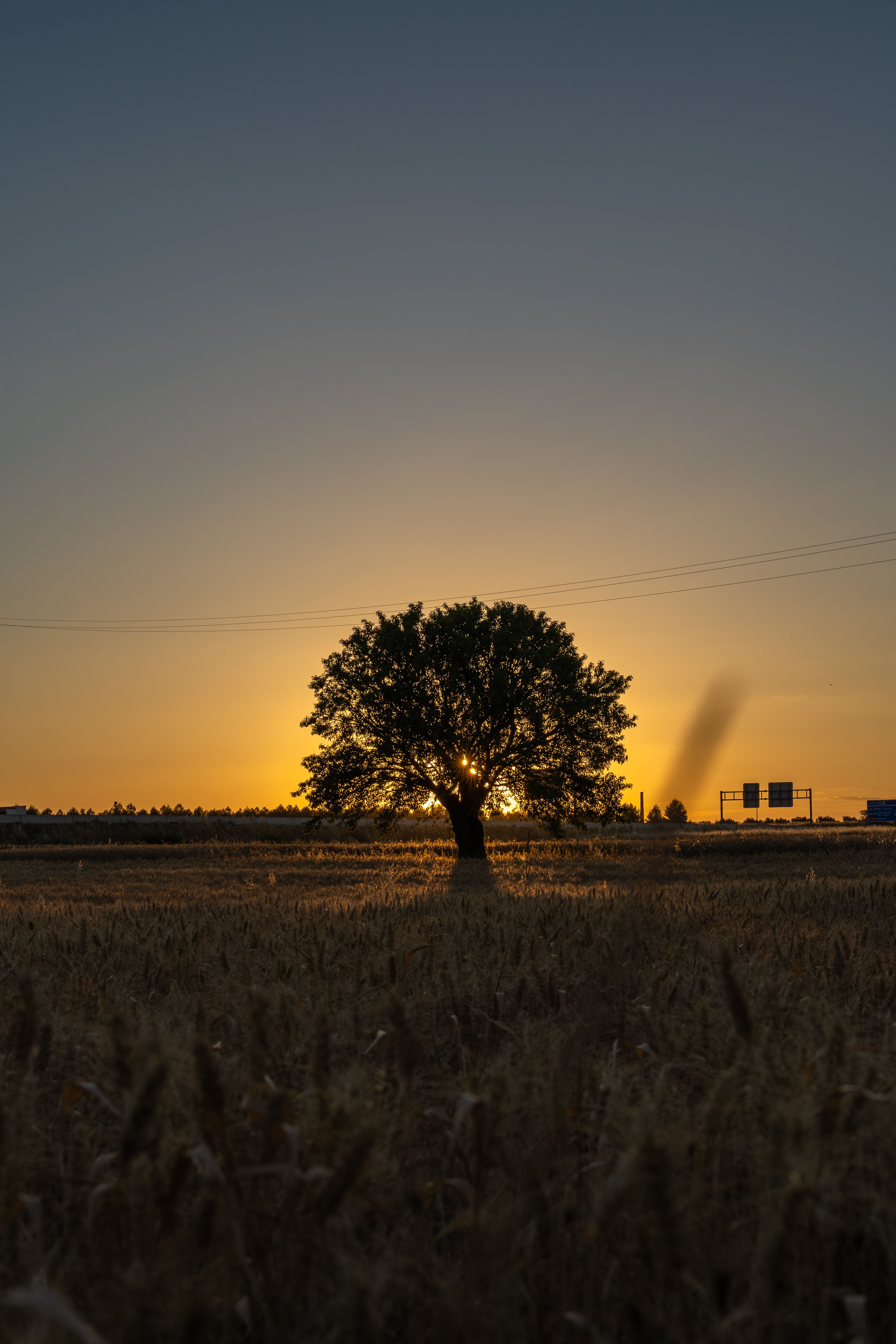 A Tree on Grass Field During Sunset · Free Stock Photo