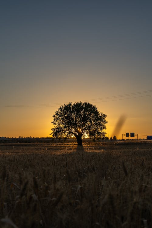 Imagine de stoc gratuită din amurg, apus, arbore