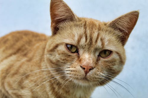 An Adorable Brown Tabby Cat 