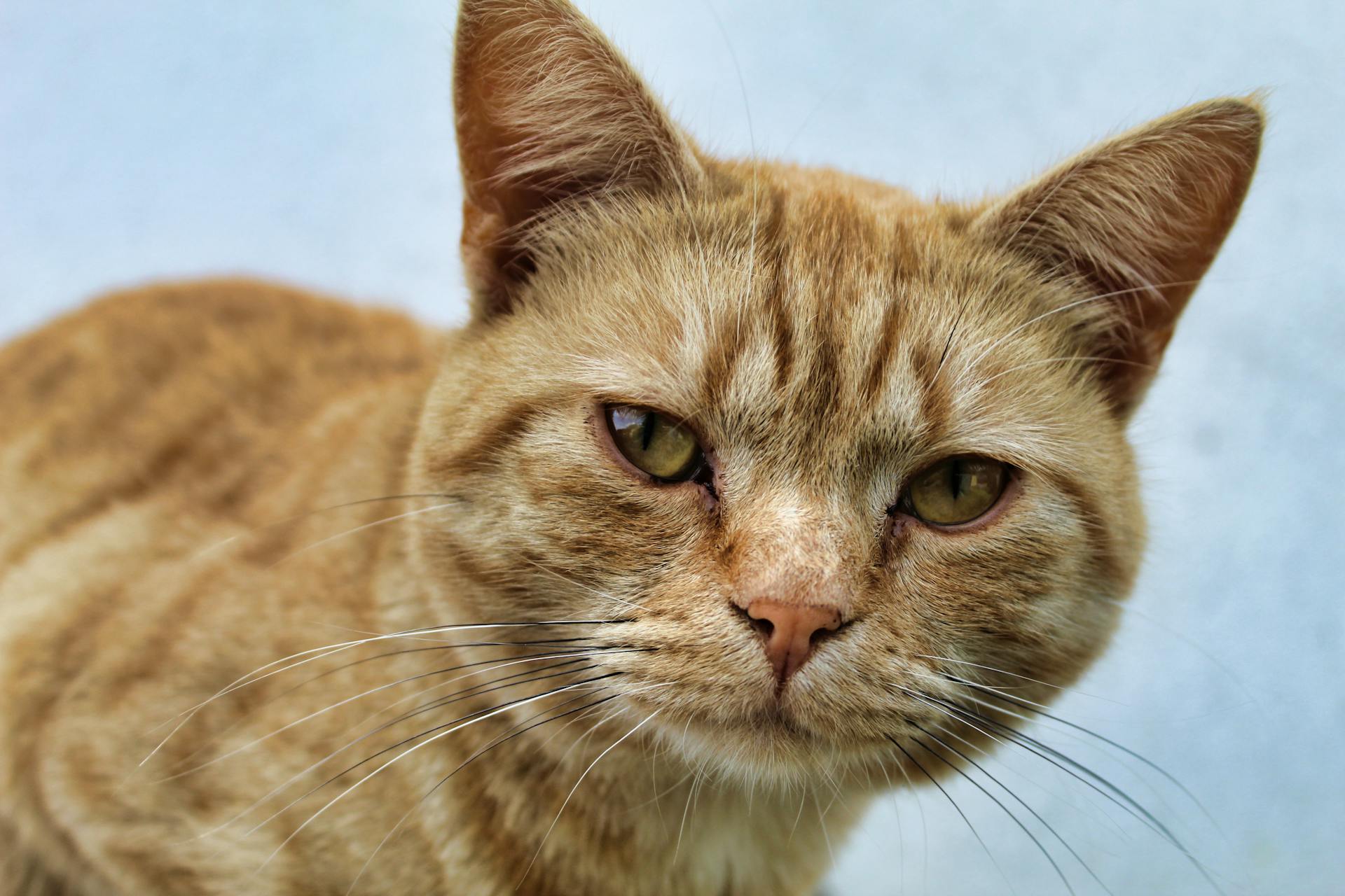 A close-up portrait of a curious ginger tabby cat gazing intently, showcasing its fur and whiskers.