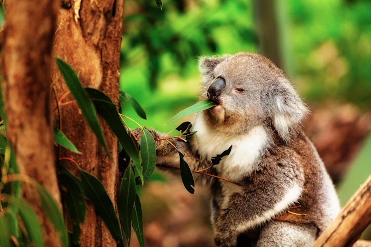 Koala On A Branch Of Tree