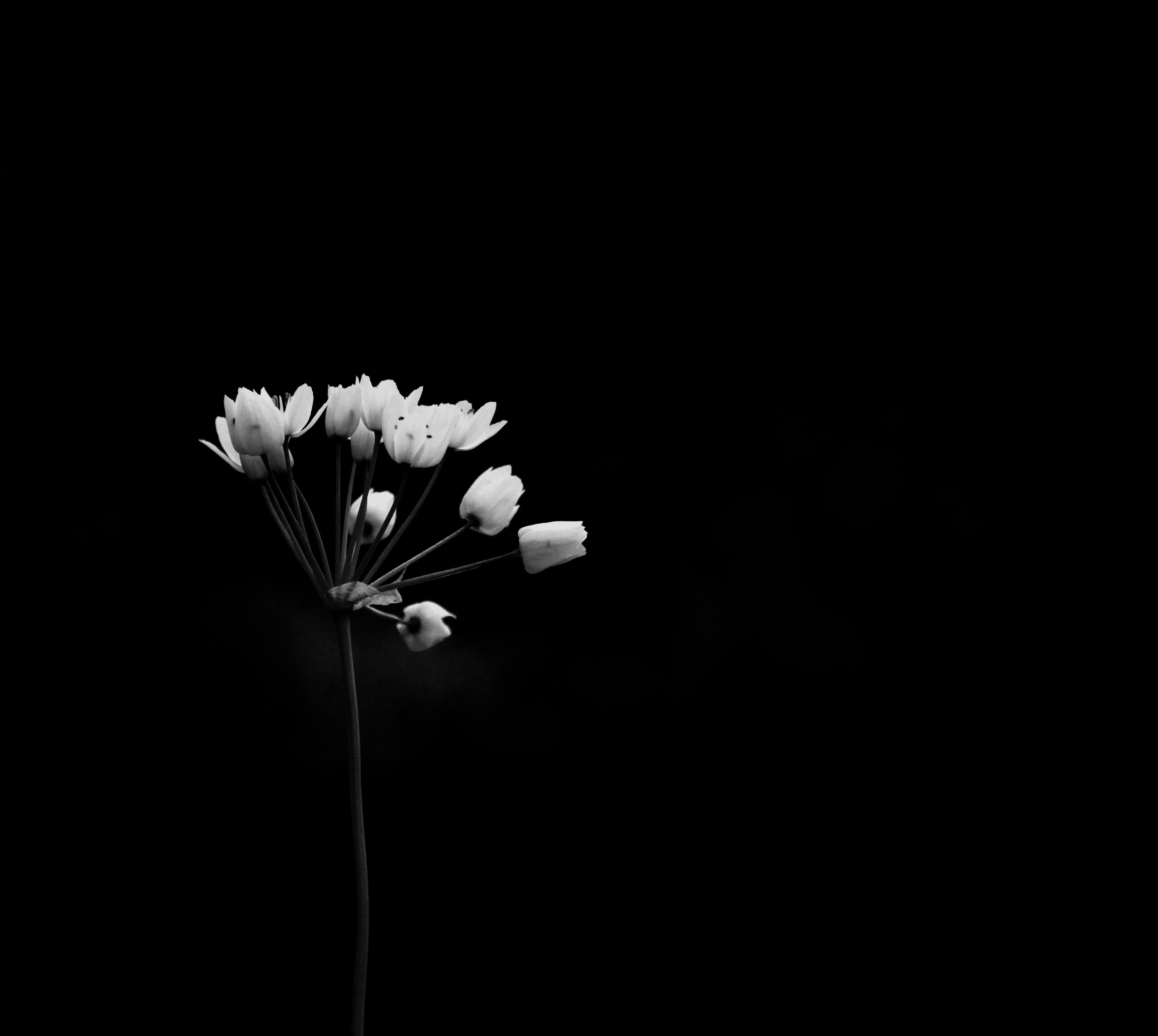 Wallpaper Bunga Hitam Putih Hd WallpaperShit