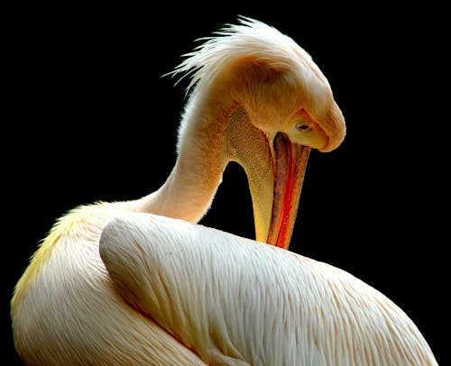 Gratis Fotografi Fokus Selektif American White Pelican Foto Stok