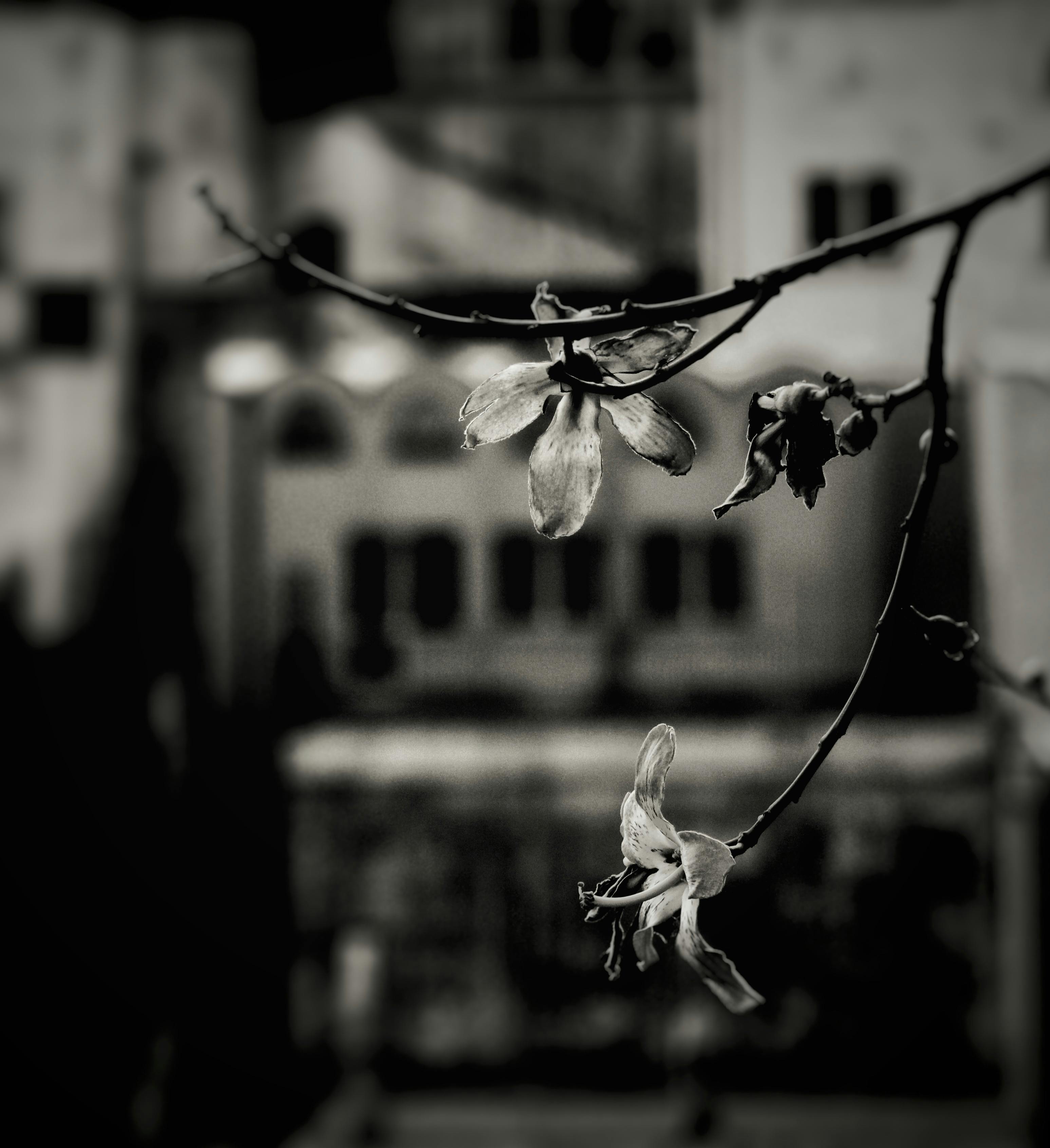 白黒 花の無料の写真素材