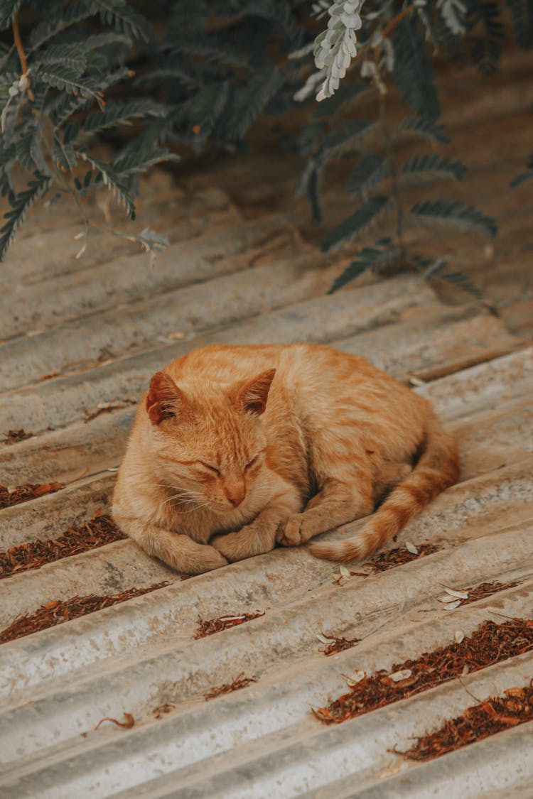 A Cat Sleeping On The Corrugated Roof