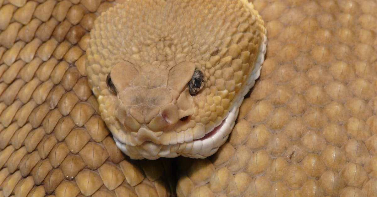 How to tell if a snake is poisonous