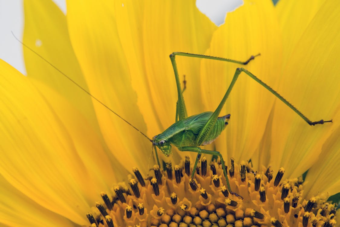 Free Green Grasshopper on Yellow and Black Flower Stock Photo