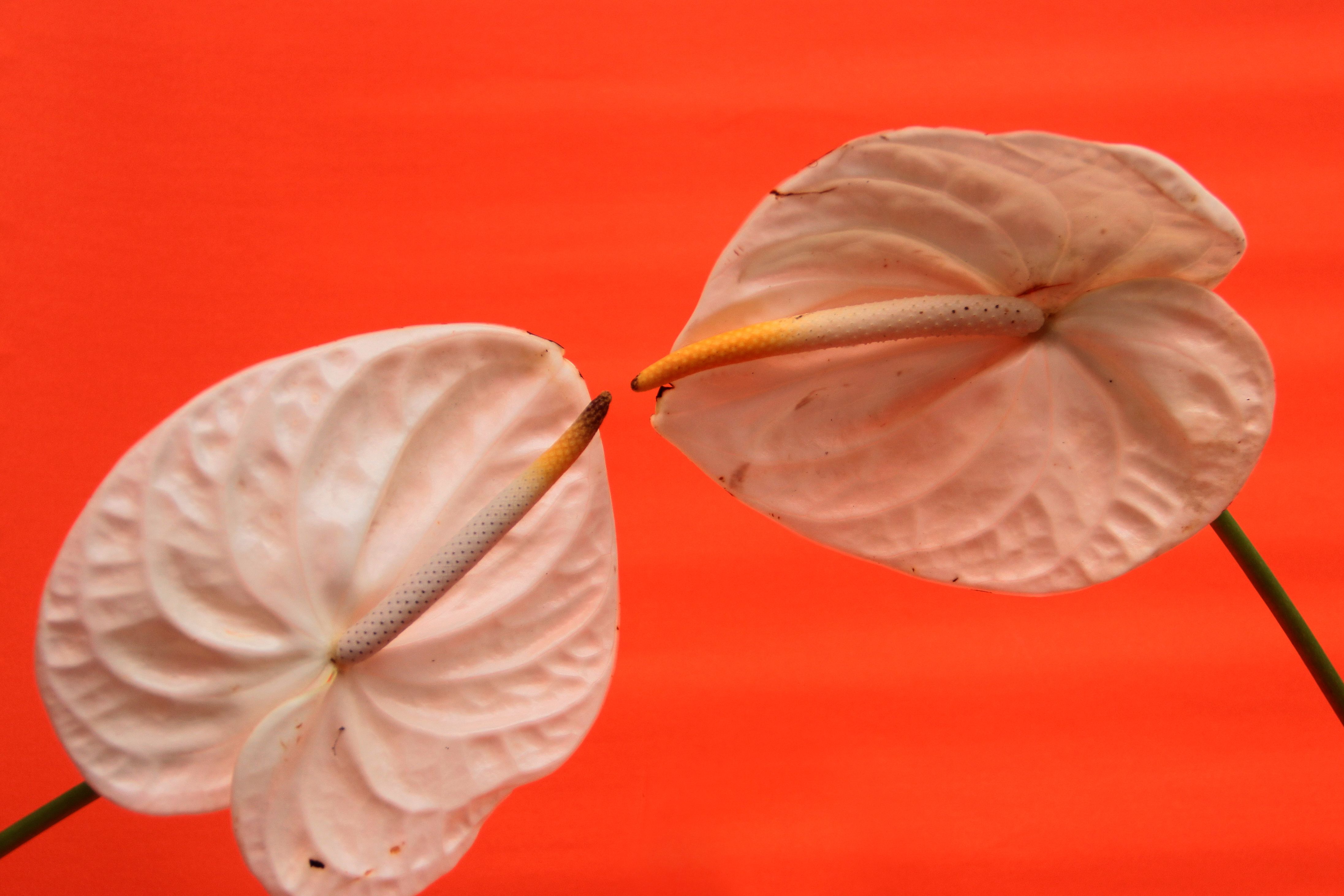 Anthurium dressleri
