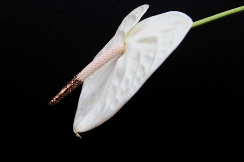 Fotos de stock gratuitas de anthurium, brilla, conceptual