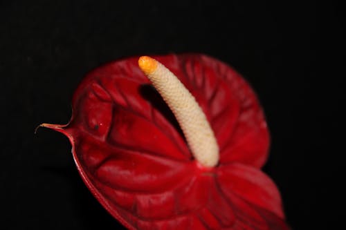 A Red Anthurium