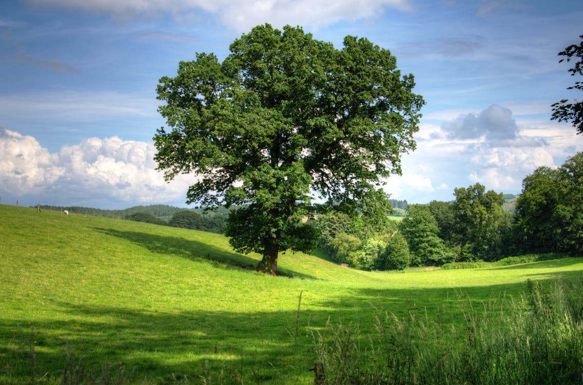 Gratis Pohon Hijau Di Lapangan Rumput Pada Siang Hari Foto Stok