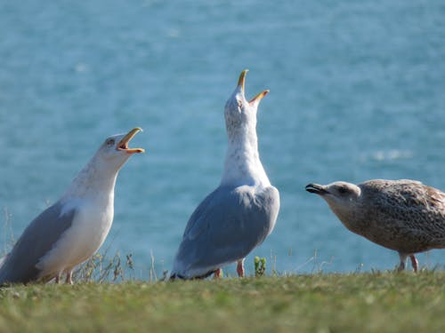 Seagulls on Ground Near the Sea