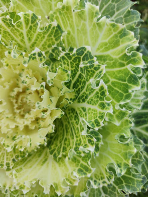 Close-up of Cabbage Leaves
