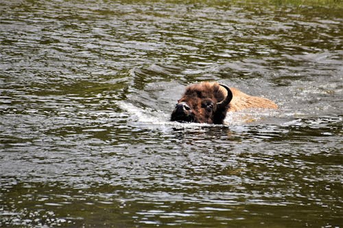 Free stock photo of bison, buffalo, swimming
