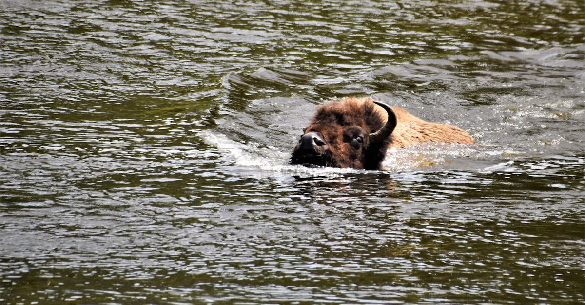 Free stock photo of bison, buffalo, river