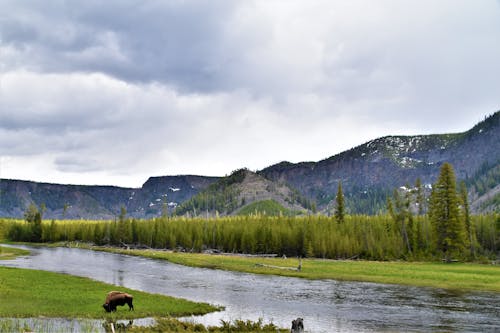 Free stock photo of bison, buffalo, mountains