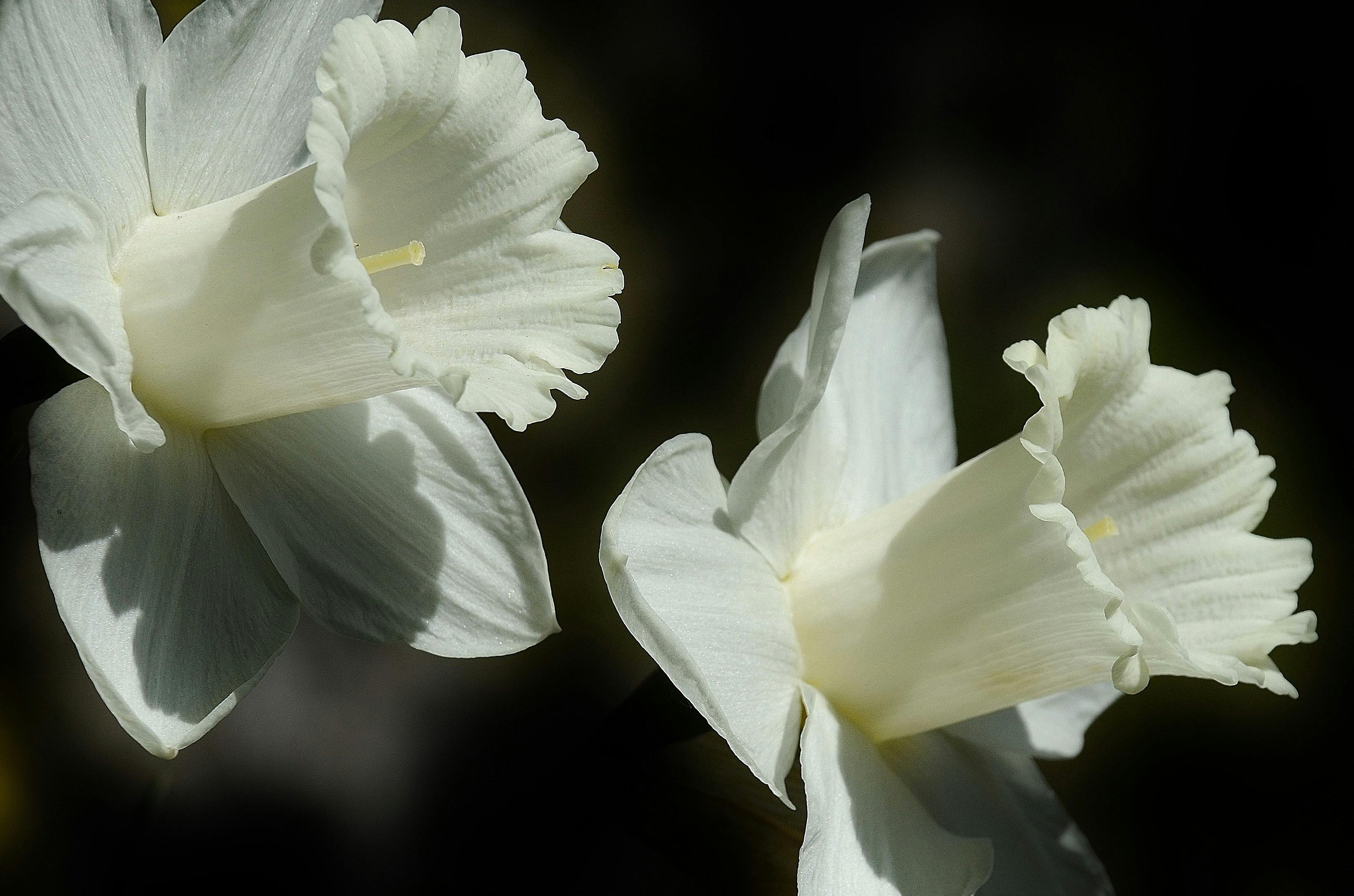 white daffodils free stock photo