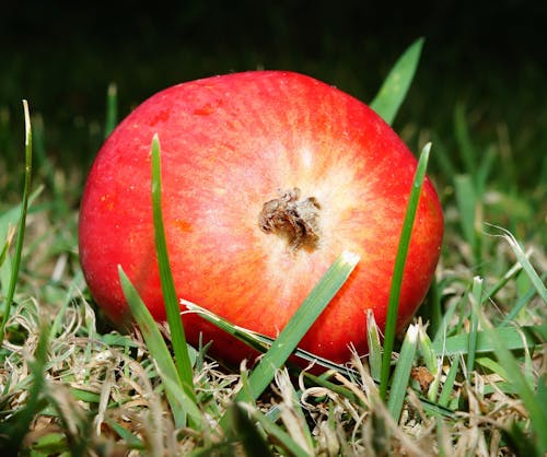 Frutta Rotonda Rossa Sull'erba Verde