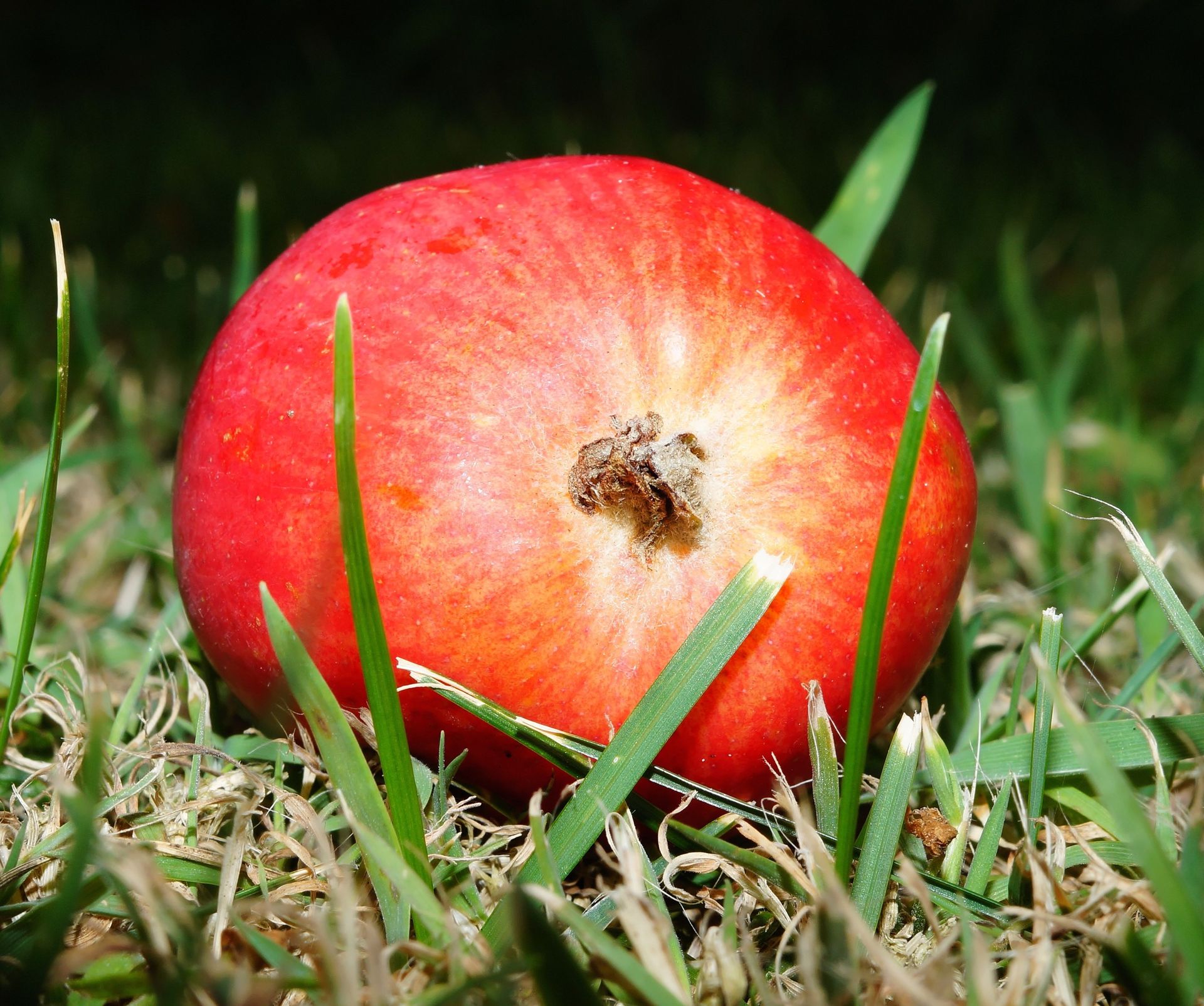 Close-up image of a vibrant red apple lying on green grass, showcasing natural textures and color contrast.