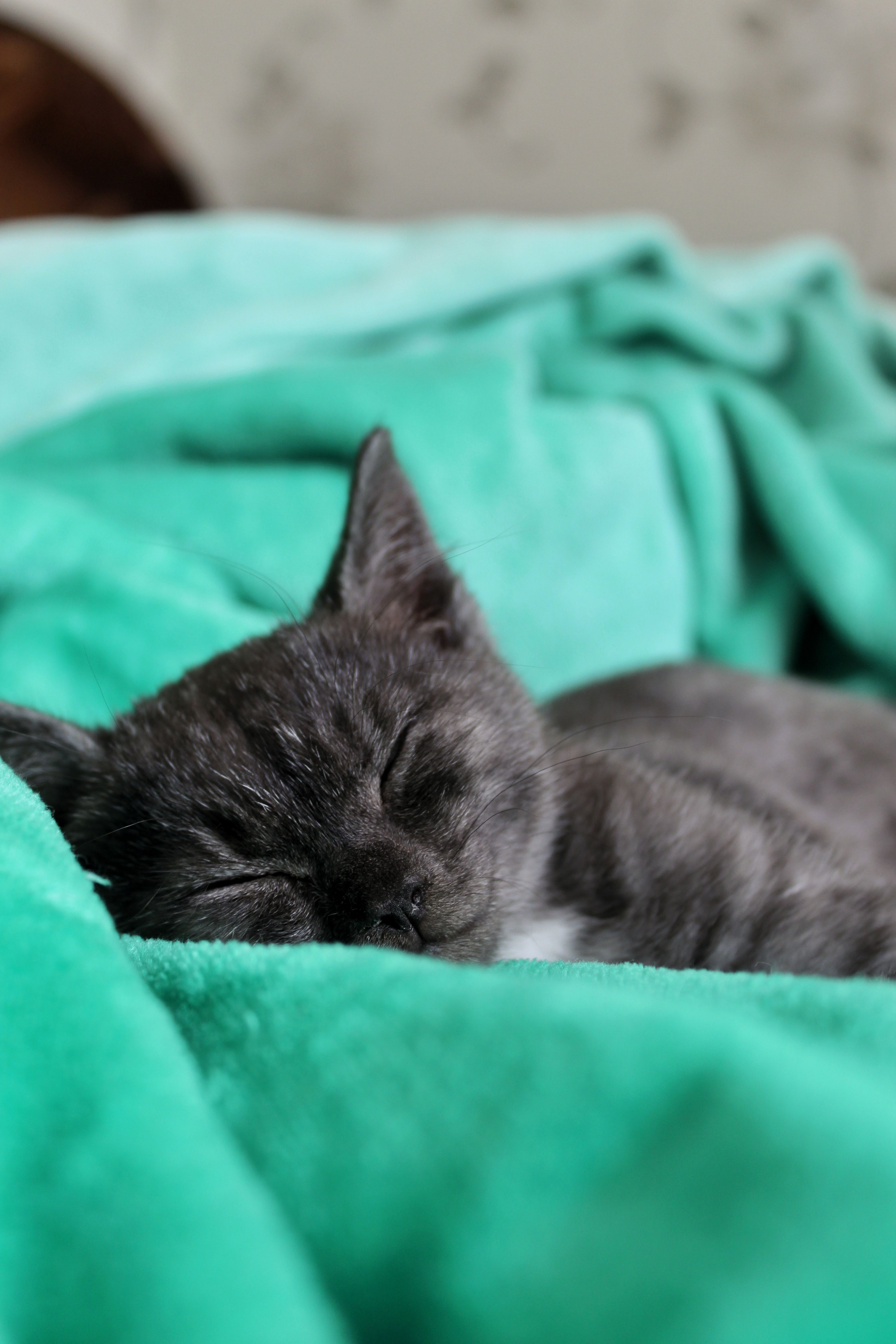 灰色小猫在绿色毯子上睡着了，捕捉到了舒适、宁静的时刻