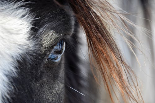 Gratis lagerfoto af blå øjne, hest, øje