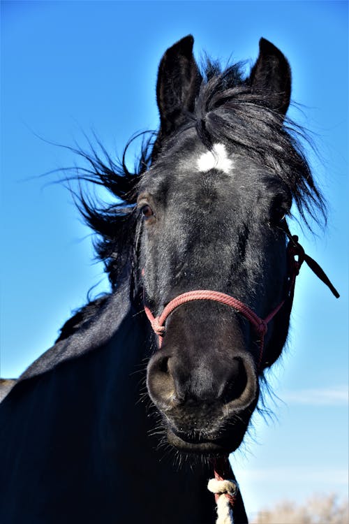 Fotos de stock gratuitas de animal, azul, caballo