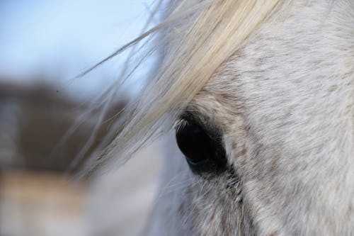 Foto stok gratis binatang, kuda, mata