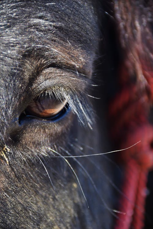 Gratis lagerfoto af hest, øje