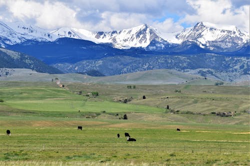 Free stock photo of angus, cows, montana
