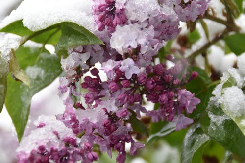 三月, 紫丁香, 雪 的 免费素材图片