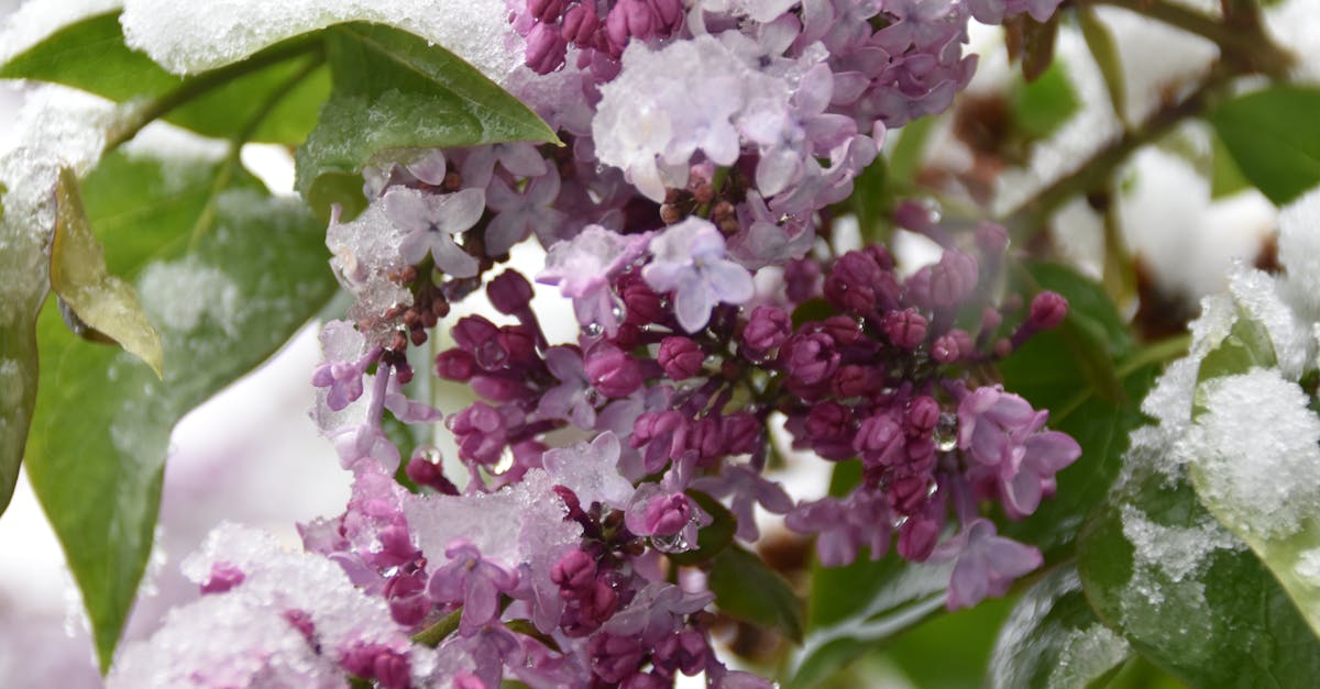 Free stock photo of flower, frost, lilac