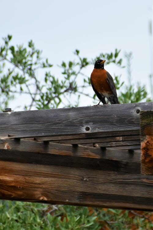 Free stock photo of robin, wood