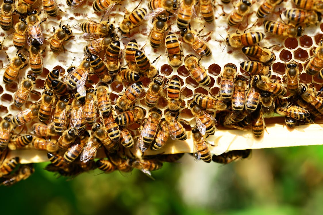 免费 棕黑蜜蜂批次 素材图片