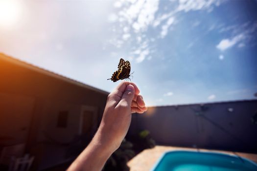 阳光明媚的天空中，一只蝴蝶栖息着，这是一个宁静的时刻