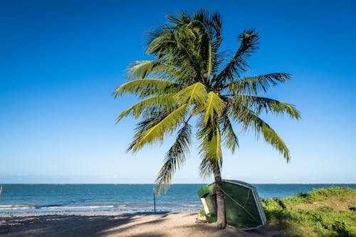 ココナッツの木, ターコイズ, ビーチの無料の写真素材