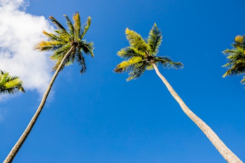로우앵글 샷, 야자나무, 코코넛 나무의 무료 스톡 사진