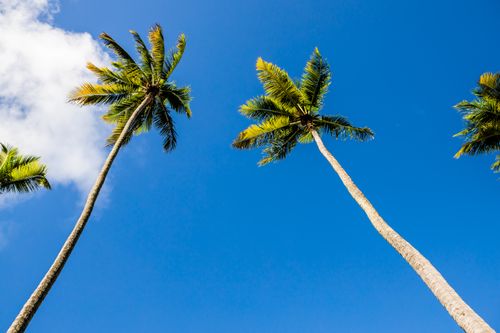 Free Stunning view of palm trees reaching towards a clear blue sky in João Pessoa, Brazil. Stock Photo