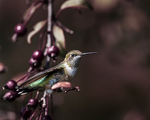 Free Hummingbird resting on hawthorn tree twig in garden Stock Photo