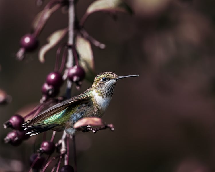 Hummingbird Resting On Hawthorn Tree Twig In Garden